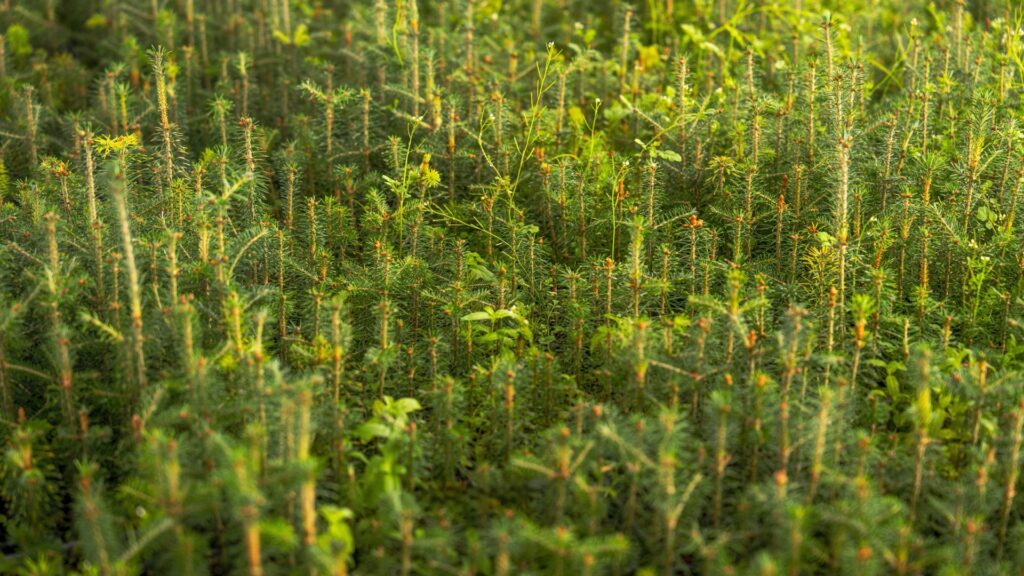 young conifer reforestation plantation in clear-cut forest