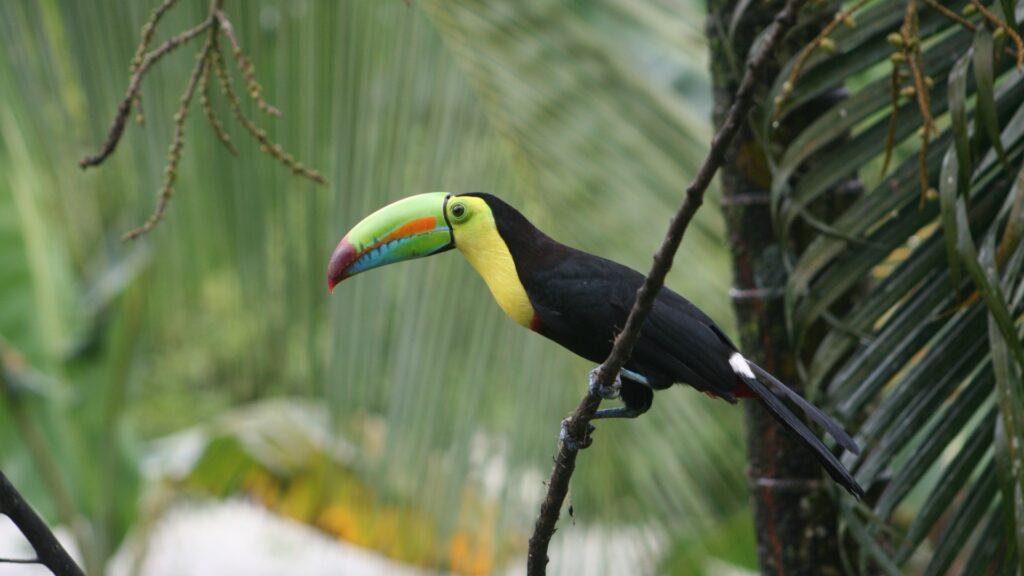 keel-billed toucan Ramphastos sulfuratus perched on branch