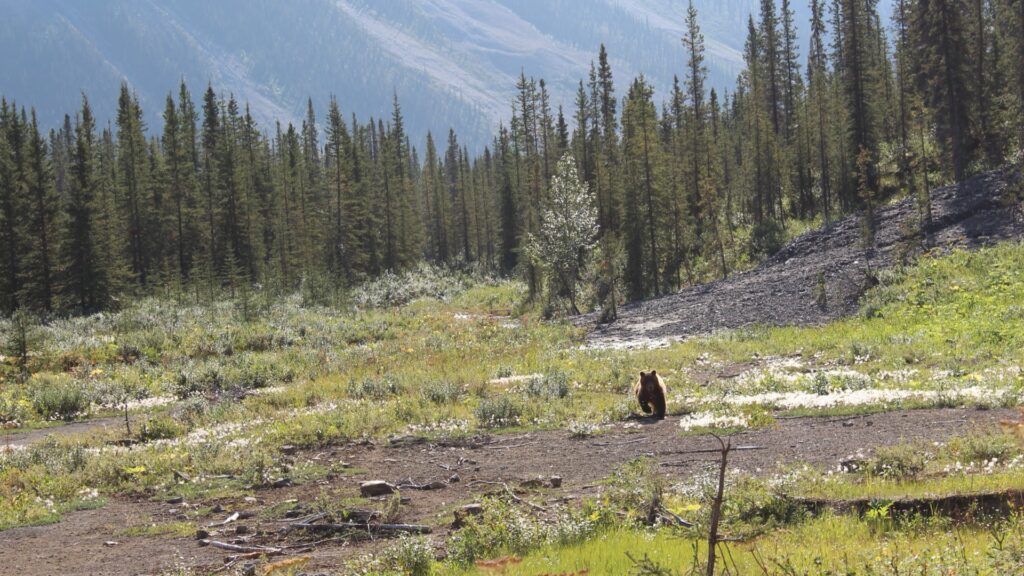 grizzly bear swimming in Great Bear Rainforest British Columbia