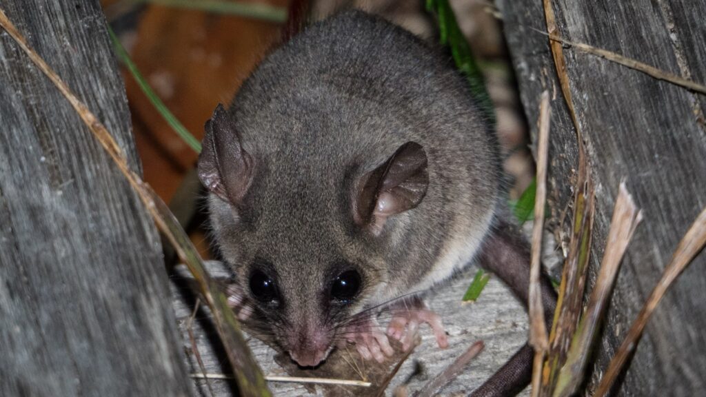eastern pygmy possum feeding on waratah flower