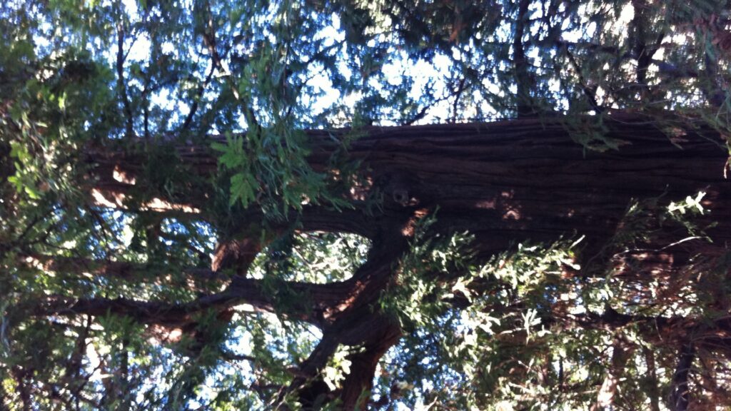 coast redwood old-growth forest sunbeams California