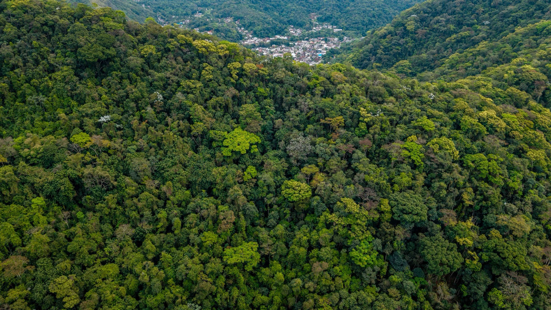 Colombian Amazon rainforest canopy aerial view