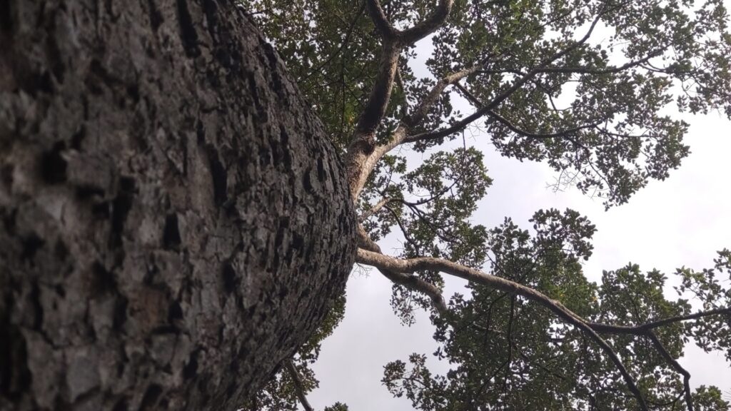 Ein Dipterocarpus alatus-Baum, von unten betrachtet