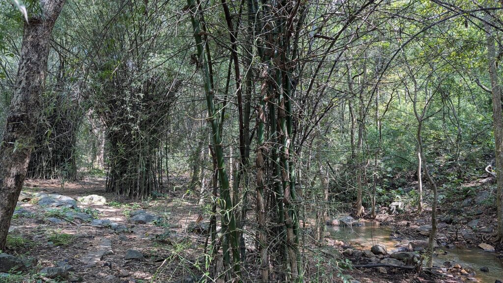 tropischer Bambushain Bambusoideae