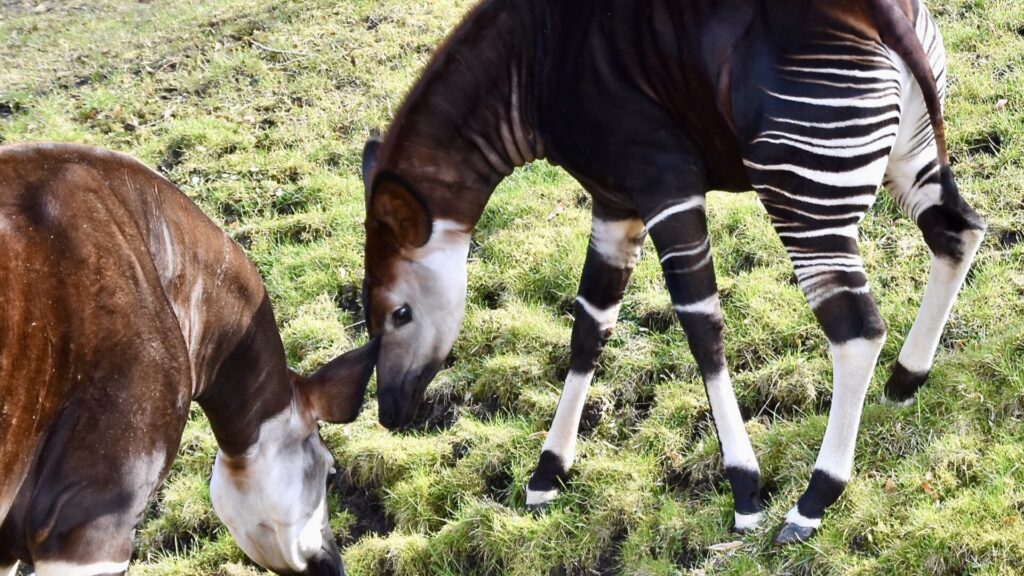 okapi Okapia johnstoni in forest
