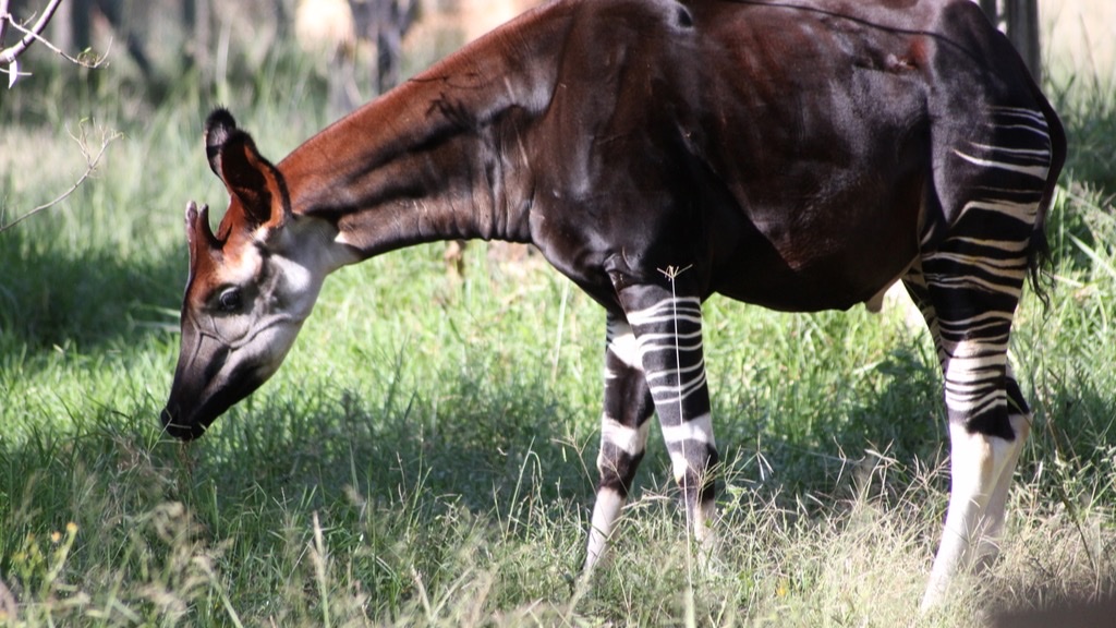 Okapi (Okapia johnstoni) im Wald