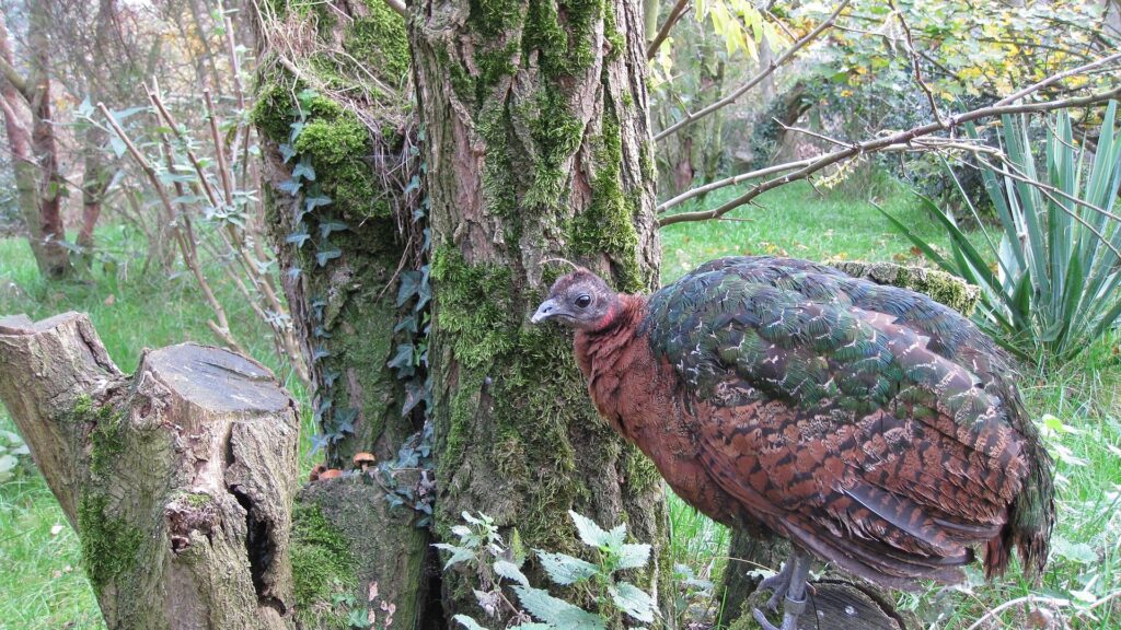 Weiblicher Kongo-Pfau (Afropavo congensis)