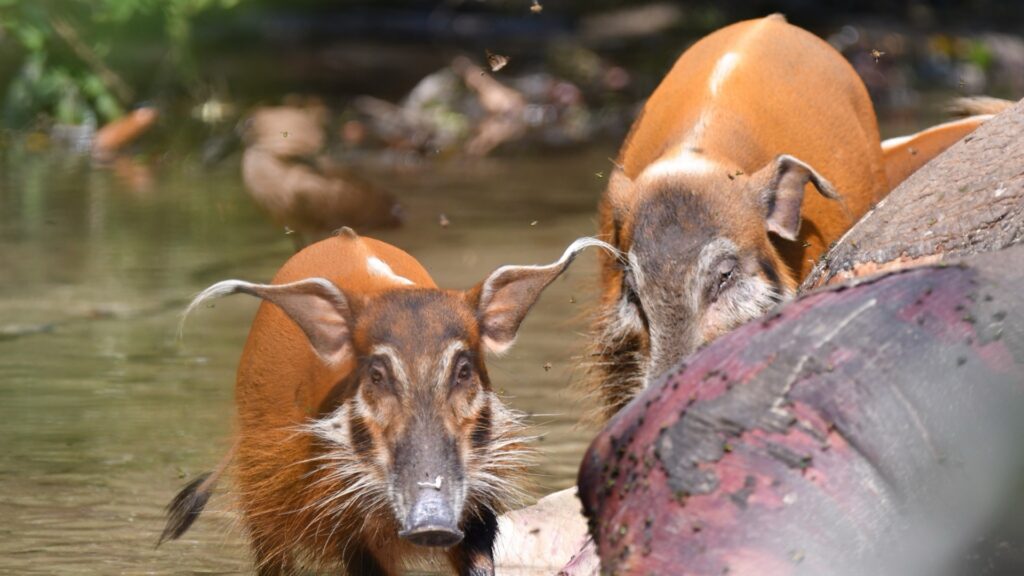 Rotflussschwein (Potamochoerus porcus)