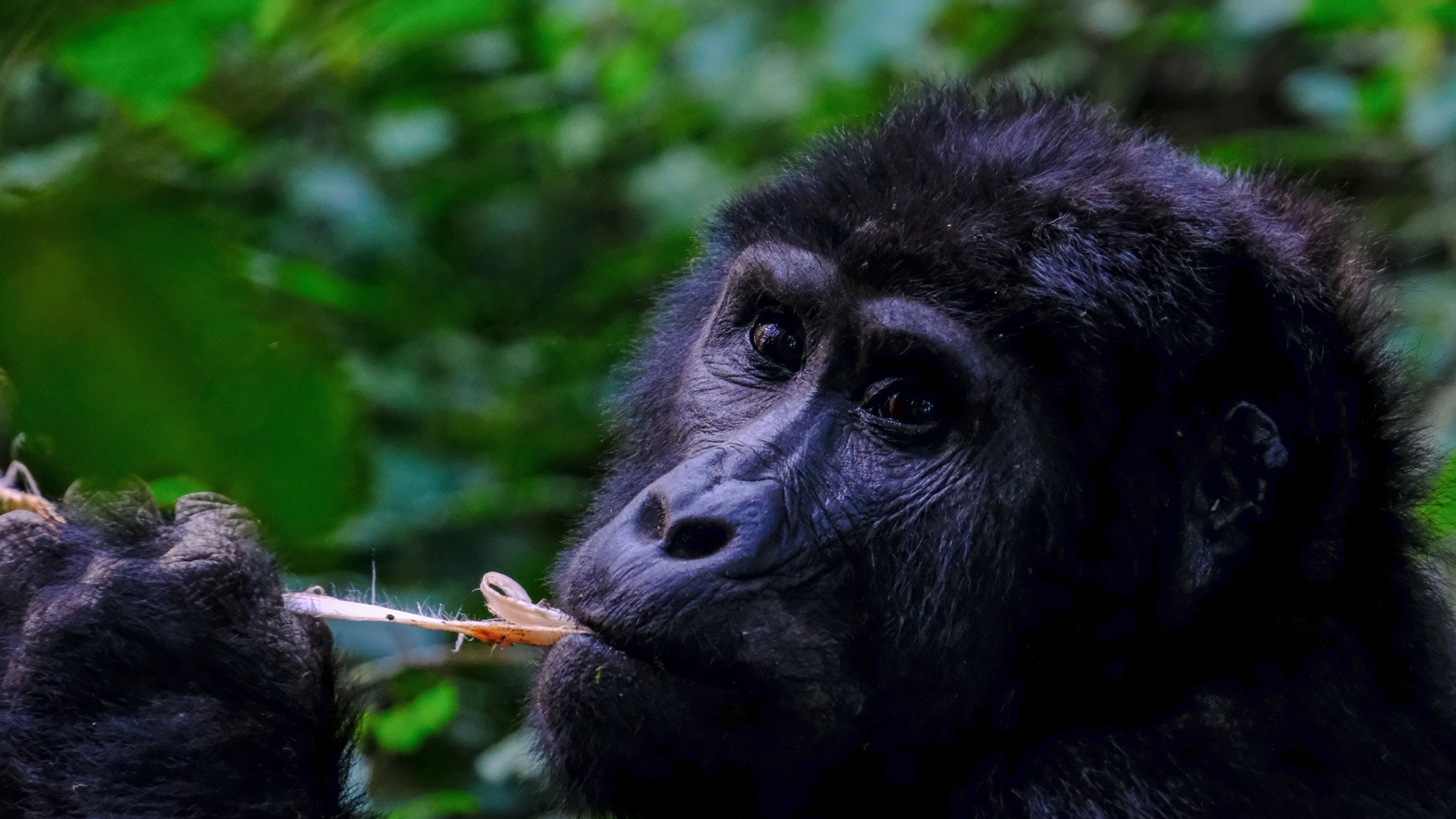 Gorilla im Kongo-Regenwald – Zusammengesetzte Flagge der Demokratischen Republik Kongo