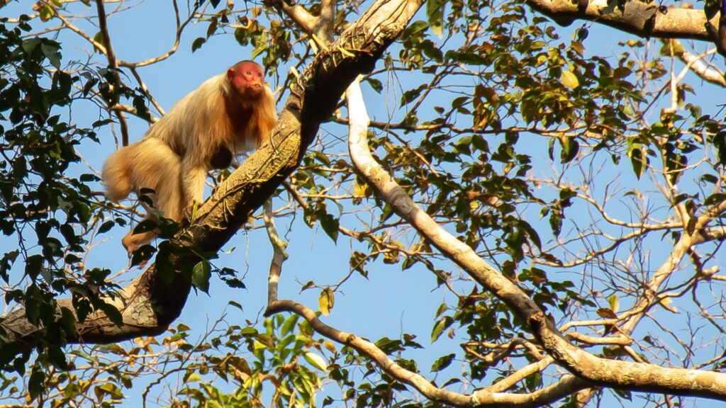 Kahlkopf-Uakari-Affe mit rotem Gesicht im Amazonas-Regenwald