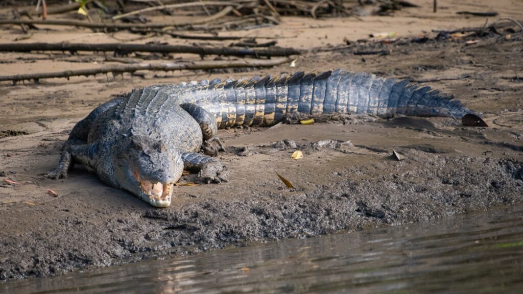 saltwater crocodile open mouth at water edge