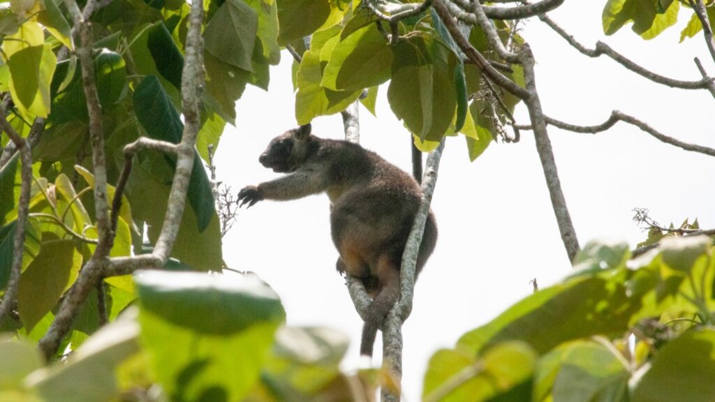 Lumholtz's tree-kangaroo on branch Daintree rainforest