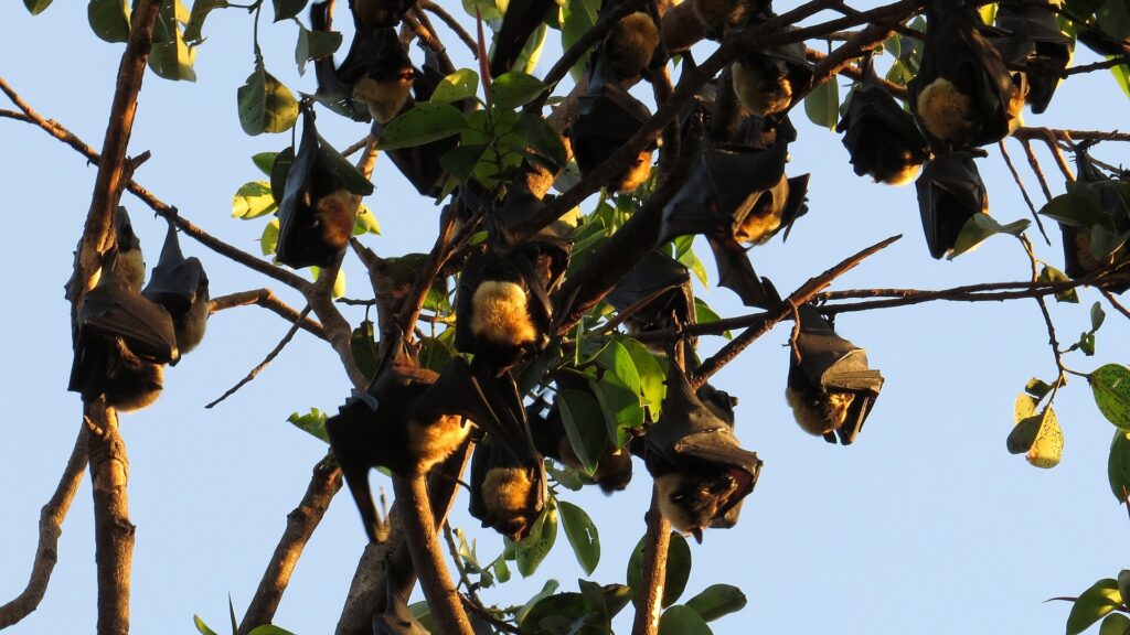spectacled flying fox hanging from branch close up