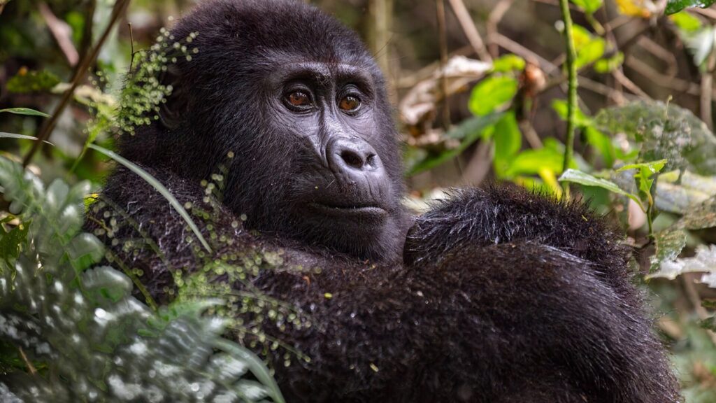 Porträt eines Silberrücken-Gorillas aus dem westlichen Tiefland