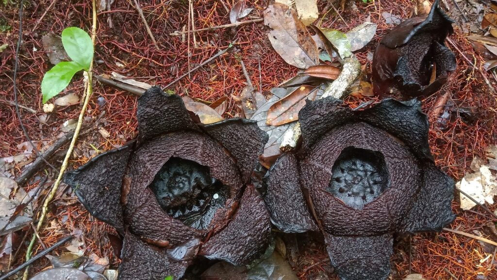 Rafflesia arnoldii giant flower Indonesian rainforest