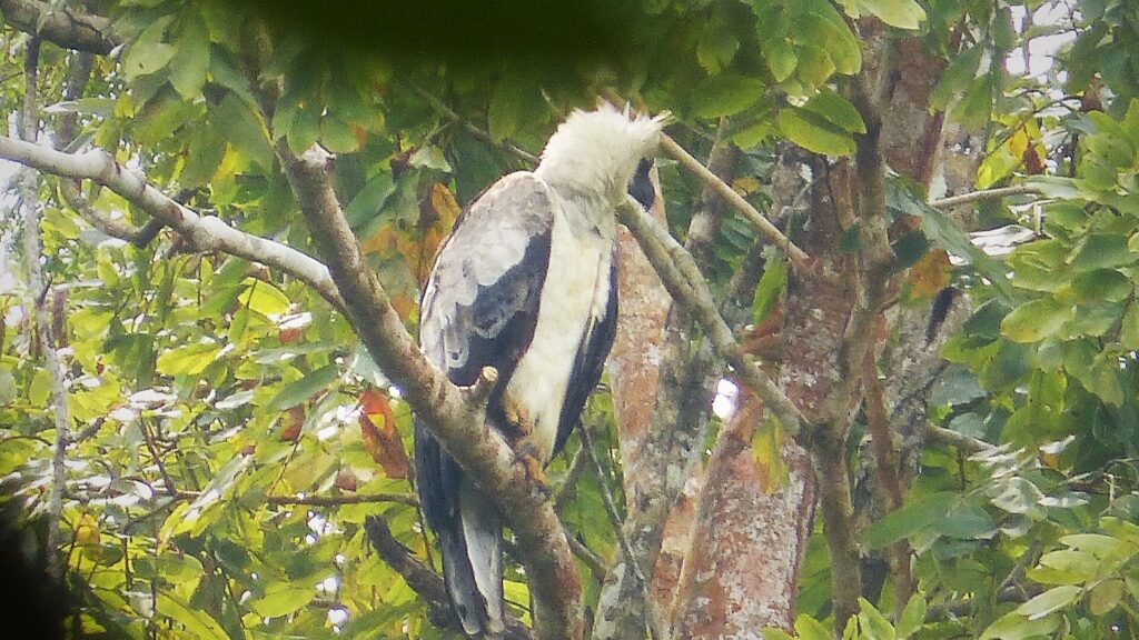 harpy eagle perched in tropical rainforest