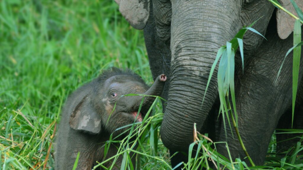 Bornean pygmy elephant herd at rainforest river