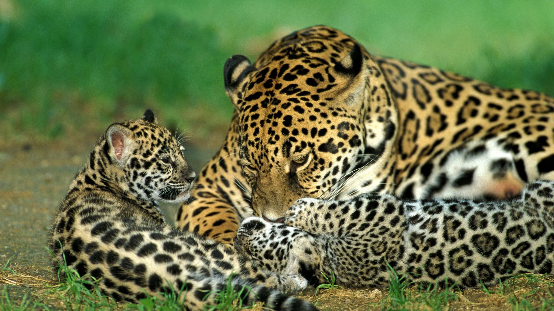 An adult jaguar with two cubs