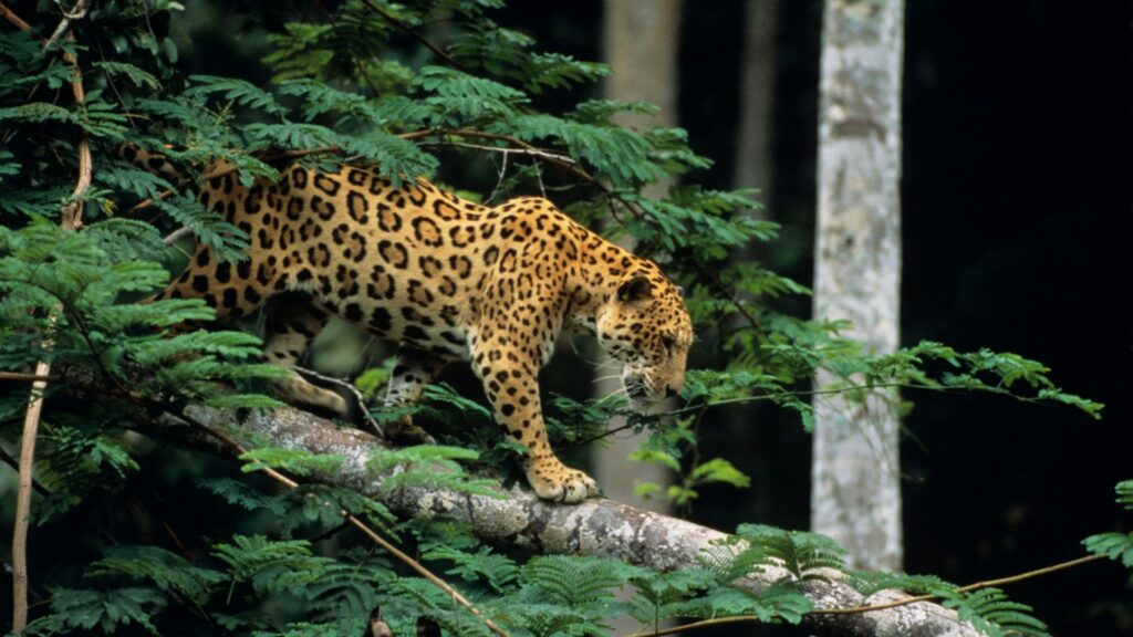 Jaguar found in the amazon rainforest