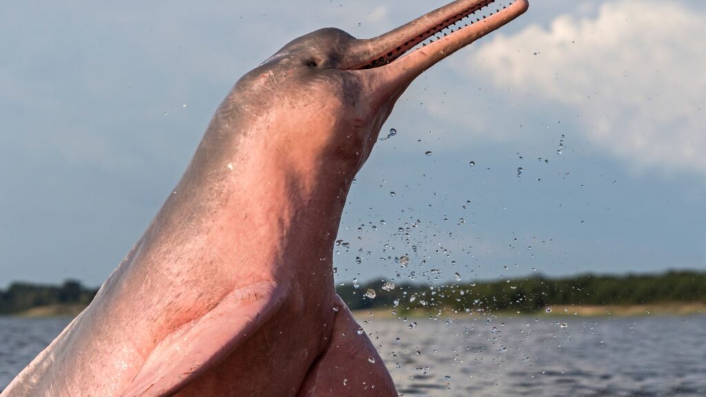 The pink dolphin is considered to be protected in Brazilian Amazon rainforest