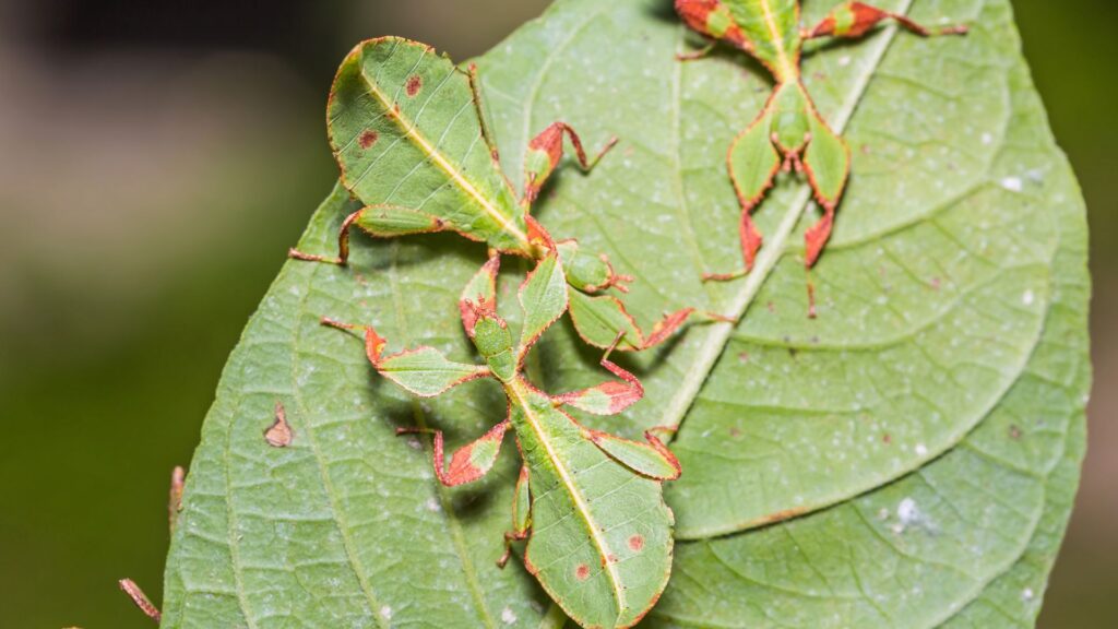 leaf insect