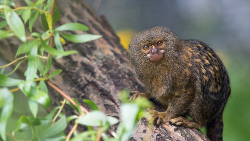 Pygmy Marmoset