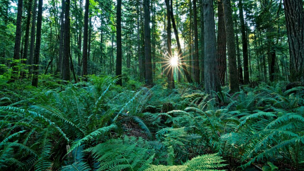 Temperate Rainforest