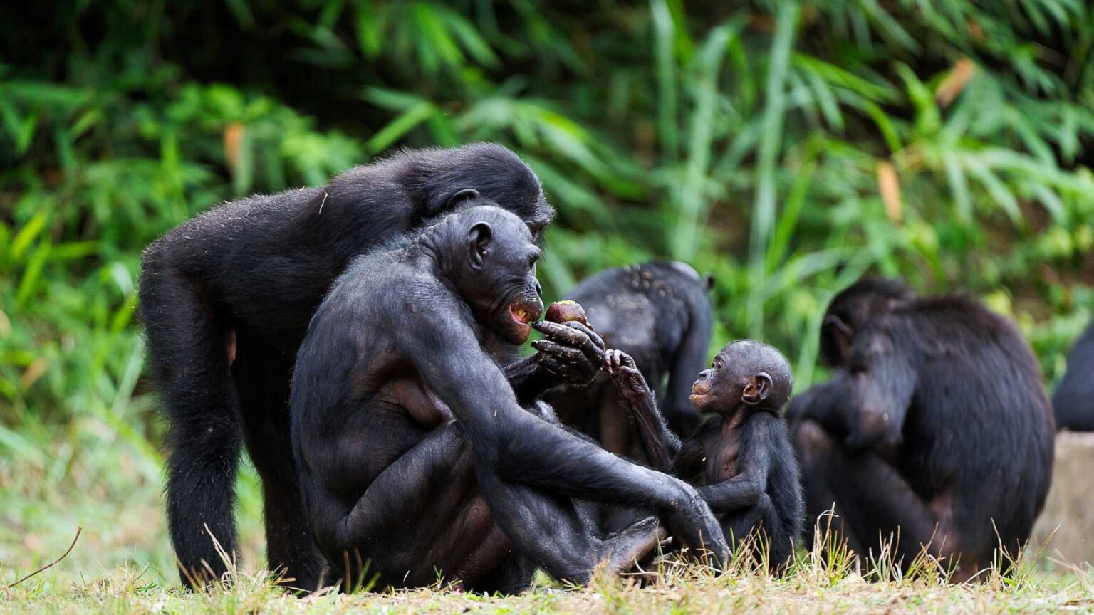 Exploring the Fascinating Wildlife Animals of the Congo Rainforest ...