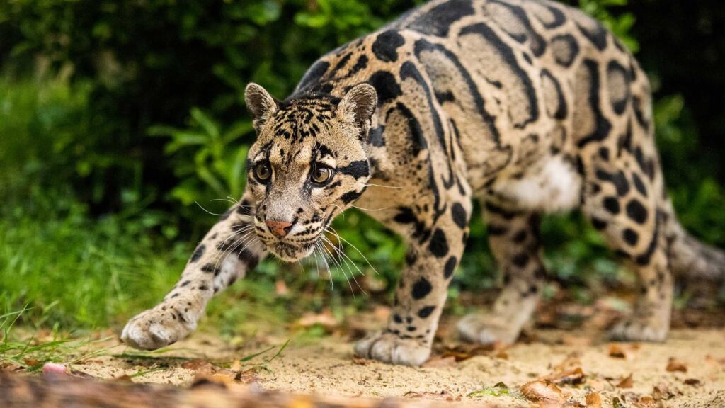 Clouded Leopard in the Indonesian rainforest
