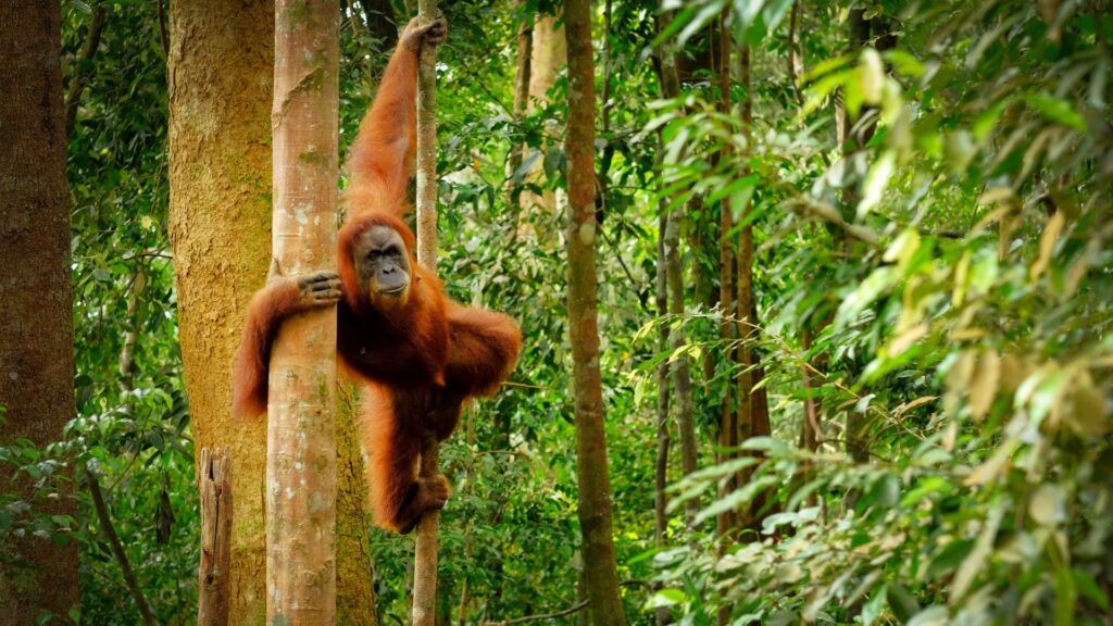 Orangutan in the indonesian rainforest