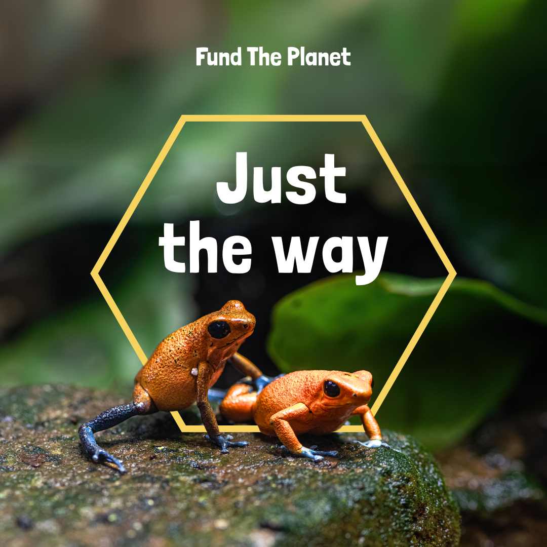 2 Frogs in the rainforest - make rainforest untouchable