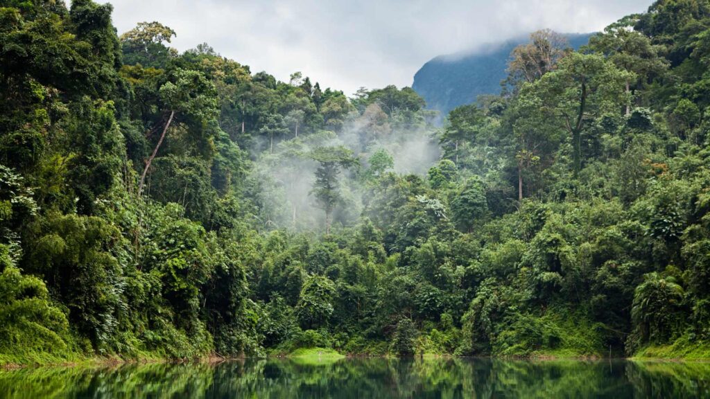 rainforests globally