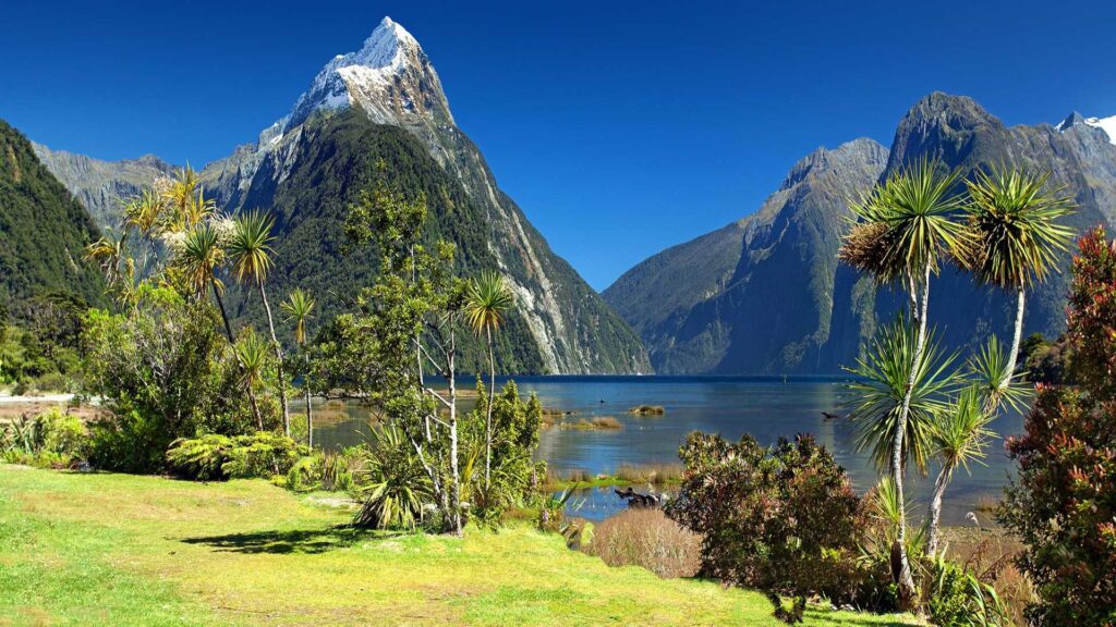 Neuseeland Gemäßigte Regenwälder