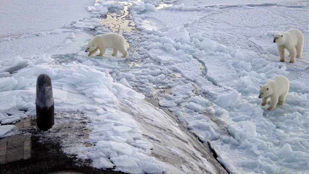 Eisbär, der auf dem arktischen Meereis steht