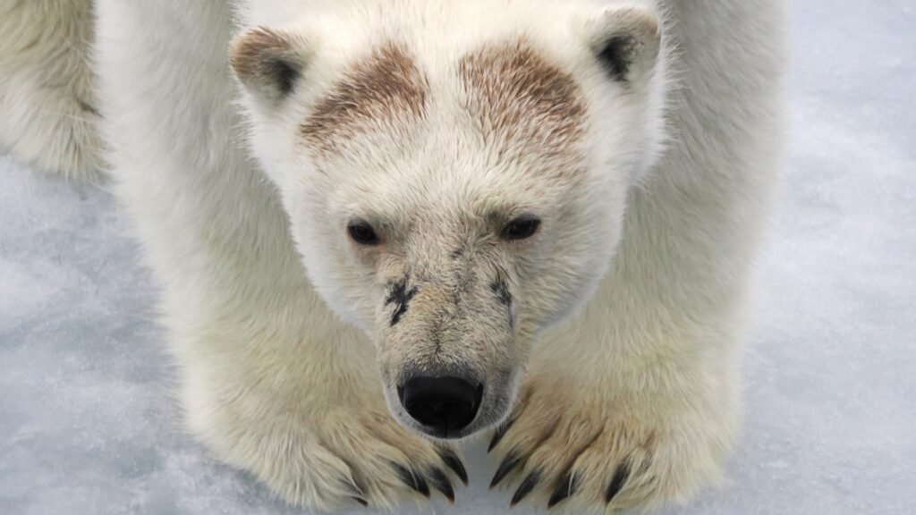 Eisbär, der auf dem arktischen Meereis steht