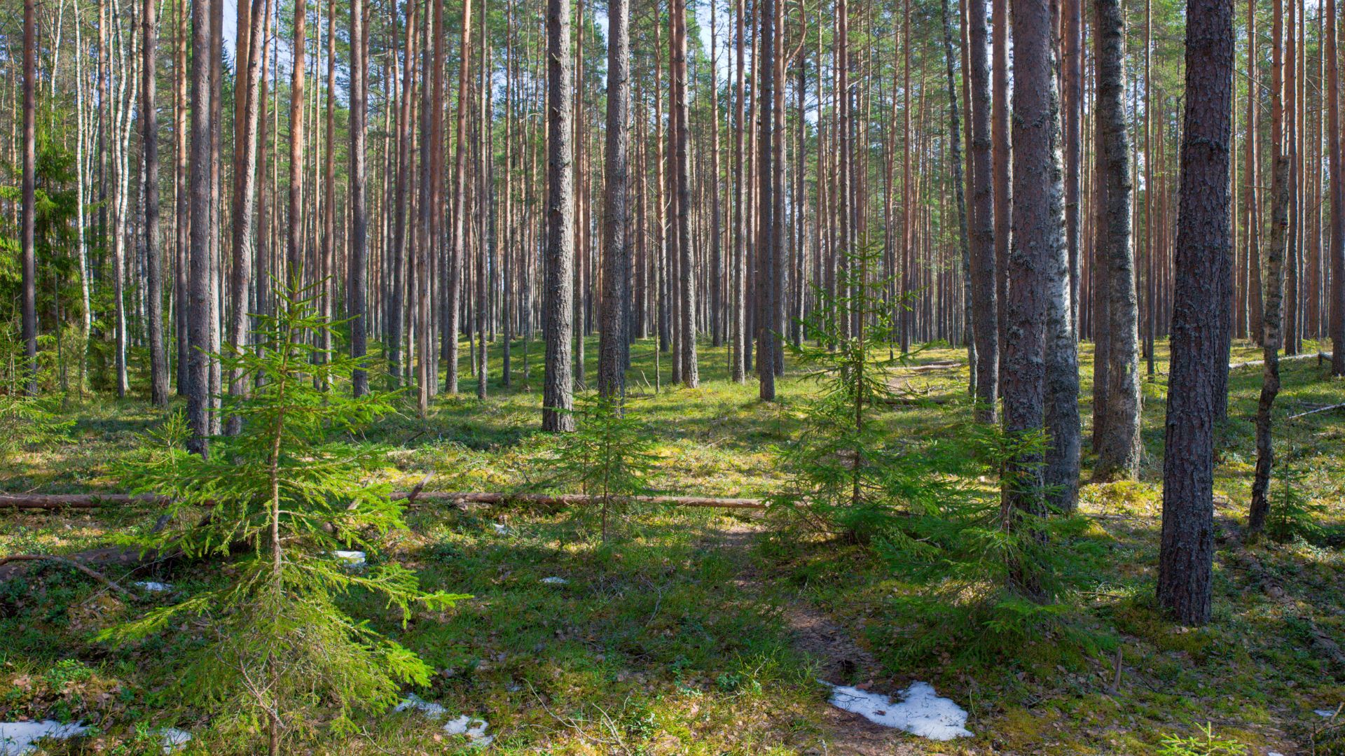 German Forests and More: Exploring Germany's Distinctive Forest ...