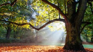 German Forests and More: Exploring Germany's Distinctive Forest ...