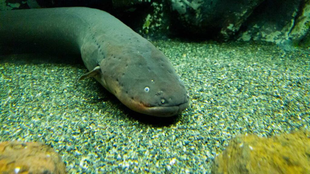 Amazon Electric Eel