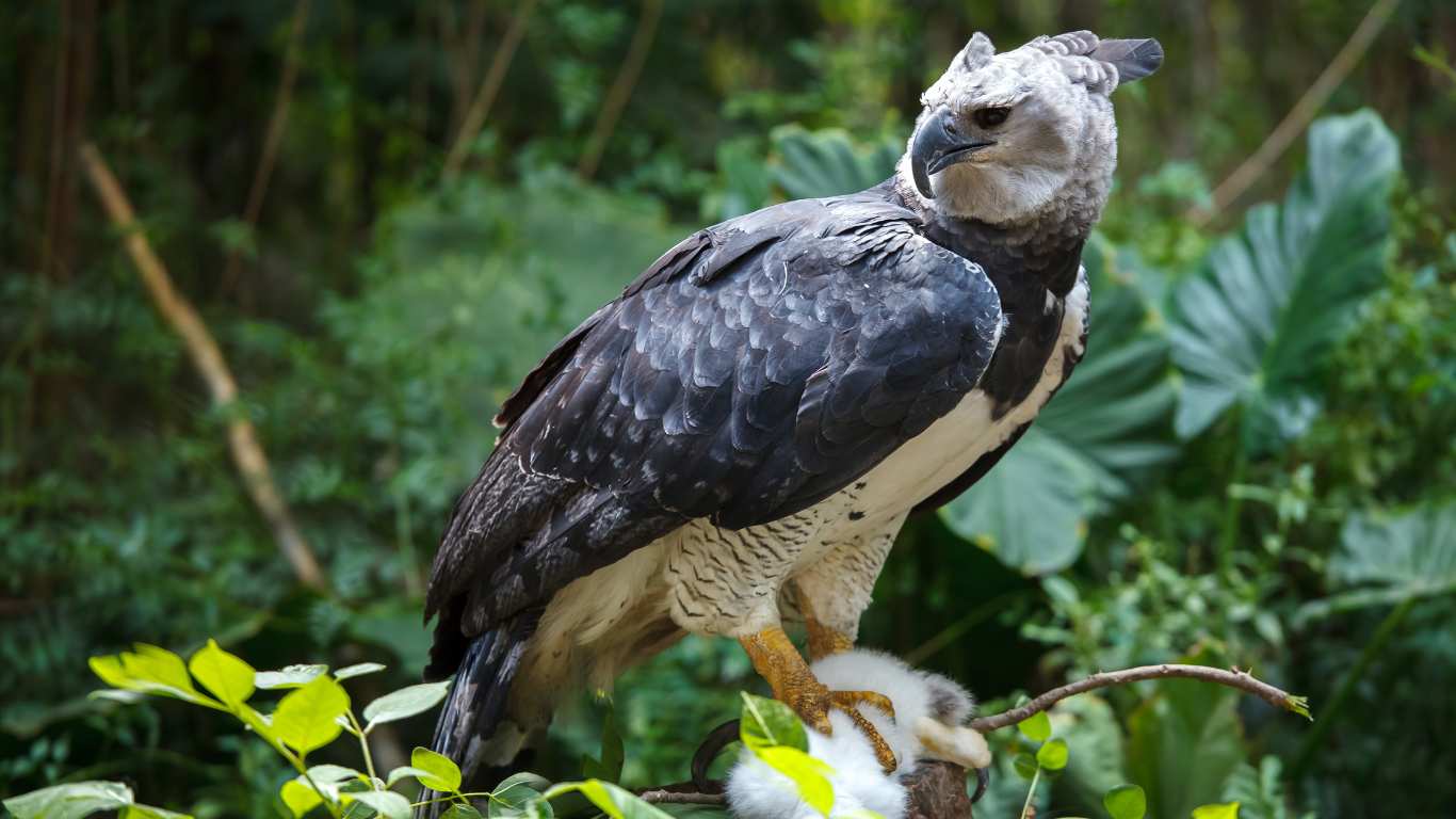Harpy eagle in Amazon rainforest canopy