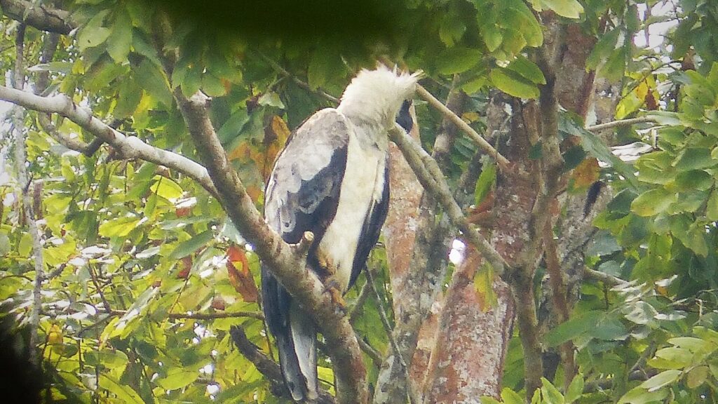 Harpyienadler (Harpia harpyja) sitzt im Regenwald