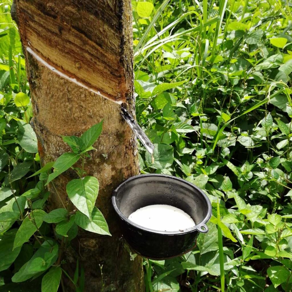 Amazon Rubber Treee