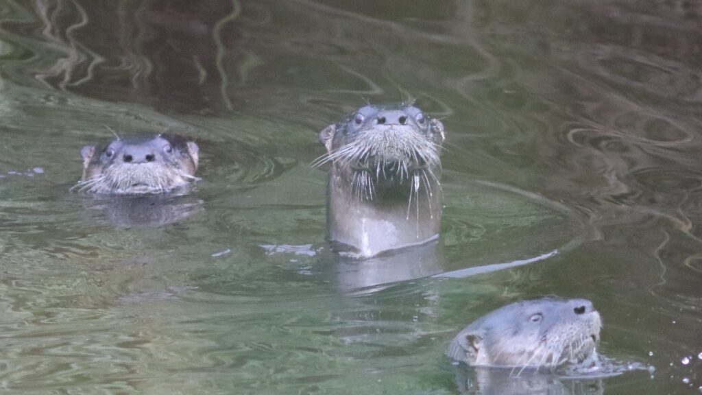 Nahaufnahme einer schwimmenden nordamerikanischen Flussotter (Lontra canadensis)