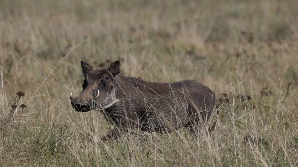 common warthog Phacochoerus africanus standing on grass