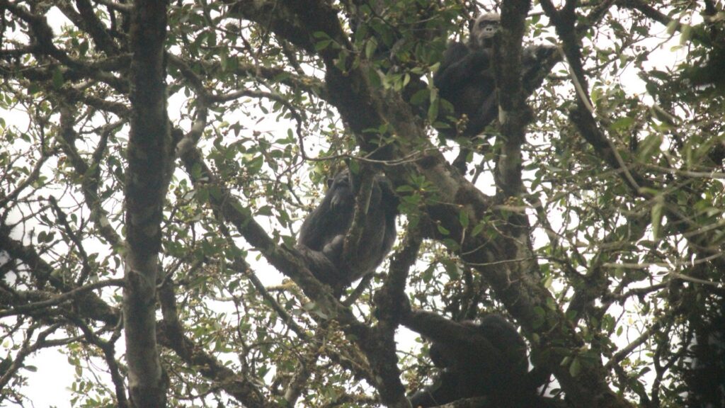 chimpanzee Pan troglodytes sitting in tree