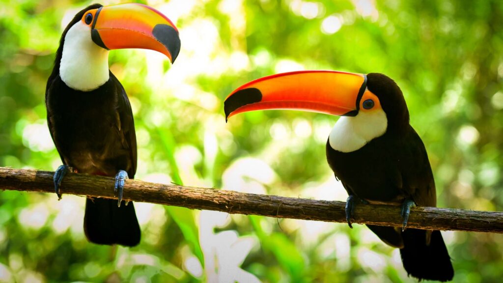 Toucan birds of the Amazon
