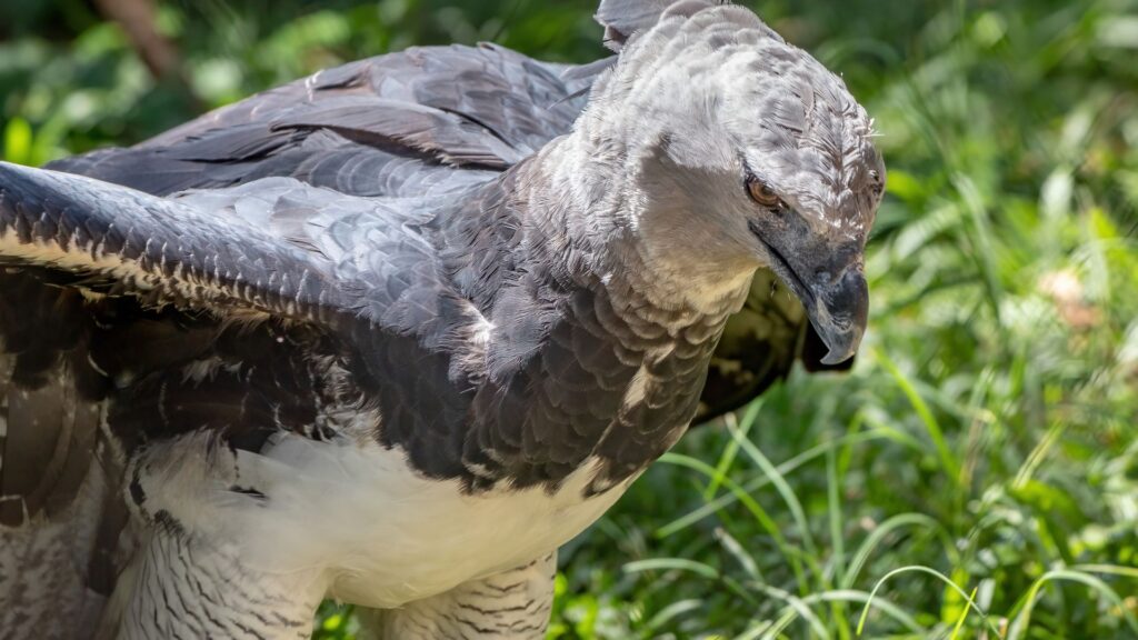 Harpyienadler