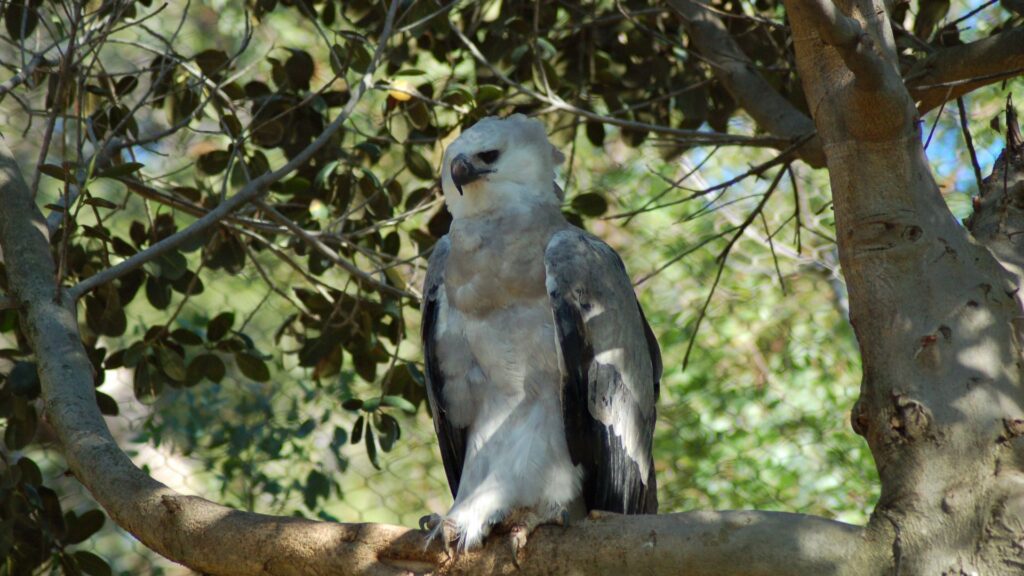 Harpyienadler