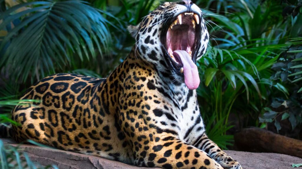jaguars in the wild
