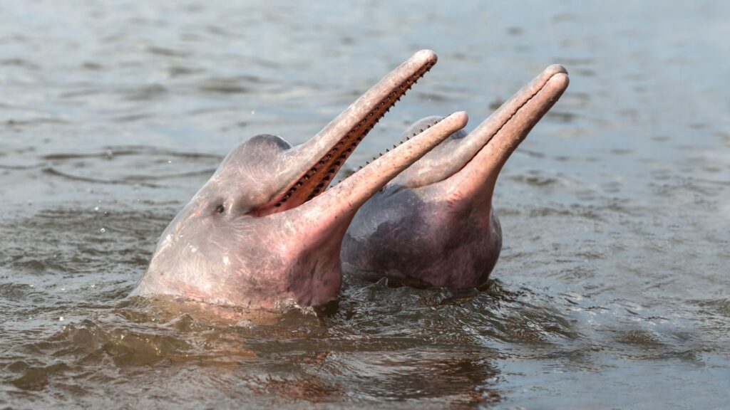 Amazon River Dolphin