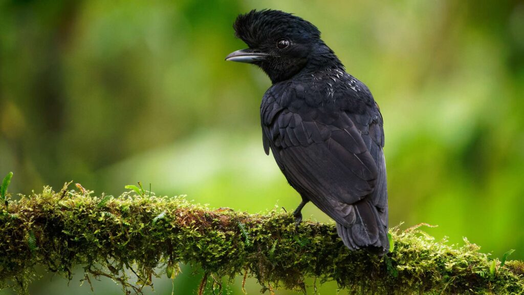 Amazonian Umbrellabird bird of the Amazon